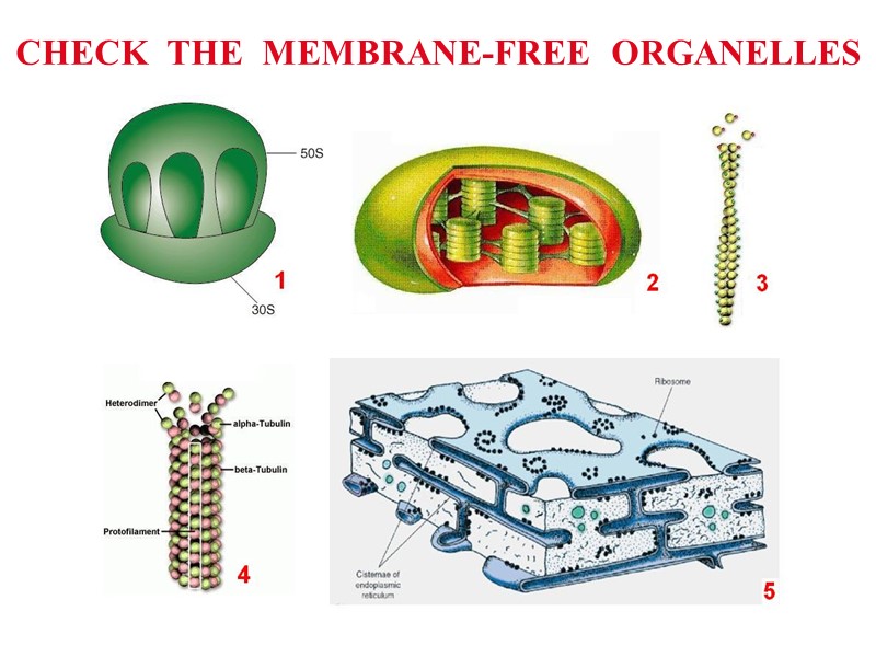 CHECK  THE  MEMBRANE-FREE  ORGANELLES